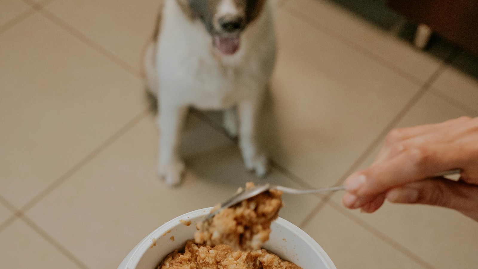 Illustrative photo for "Free $20 Chewy eGift Card on Your First Order"