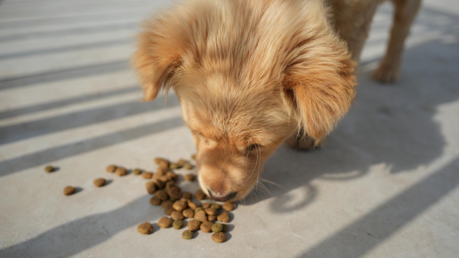 Free Hill’s Science Diet Coupon for New Pet Parents