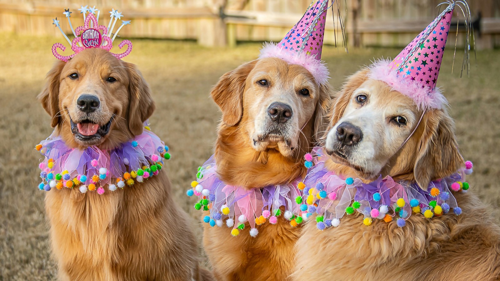 Illustrative photo for "Free Pet Birthday Treats from Petco Pals Rewards"